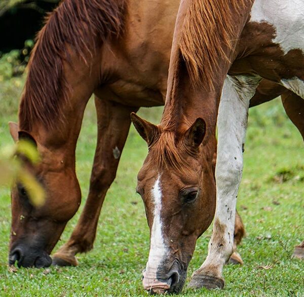 cabalgata-en-el-hotel-resort-arenal-paraisp-2