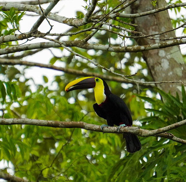 tucan-cerca-del-volcan-arenal-en-costa-rica
